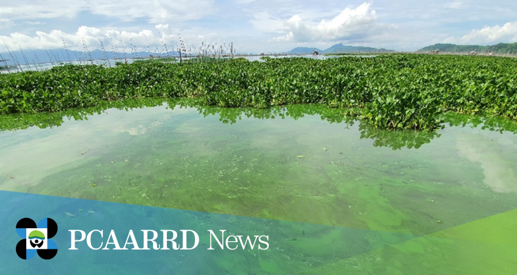 Project utilizes nuclear science to assess toxic algae threat in Laguna Lake